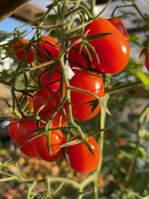 Tomate „Mini San Marzano“ - BIO-Tomatensorte [samenfest]