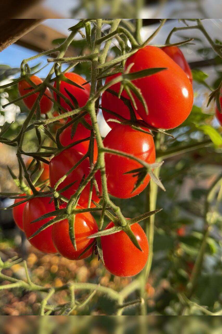 Tomate „Mini San Marzano“ - BIO-Tomatensorte [samenfest]