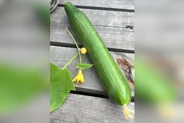Gewächshausgurke