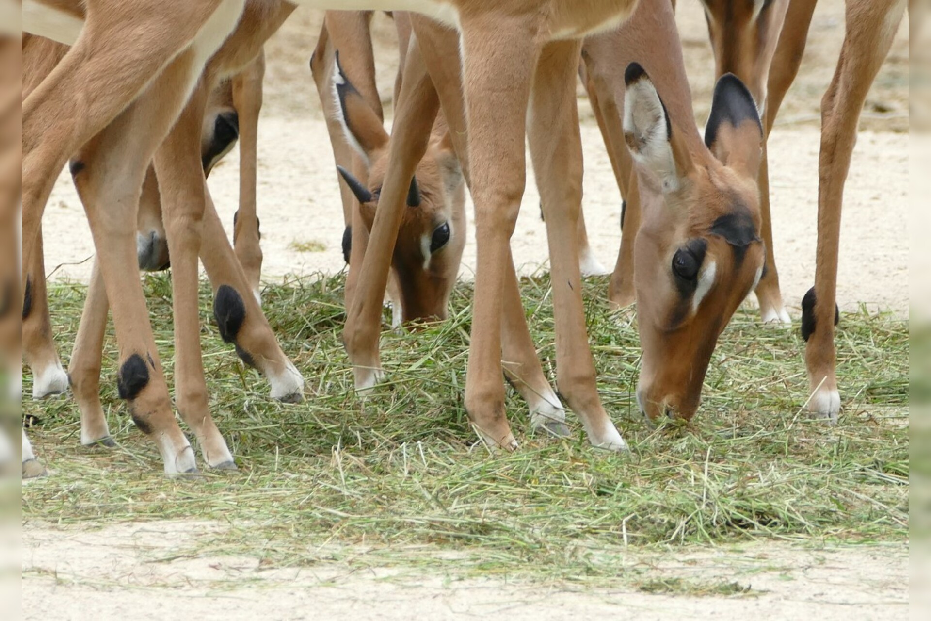 Fotokurs mit Fototour: Erlebnis-Zoo