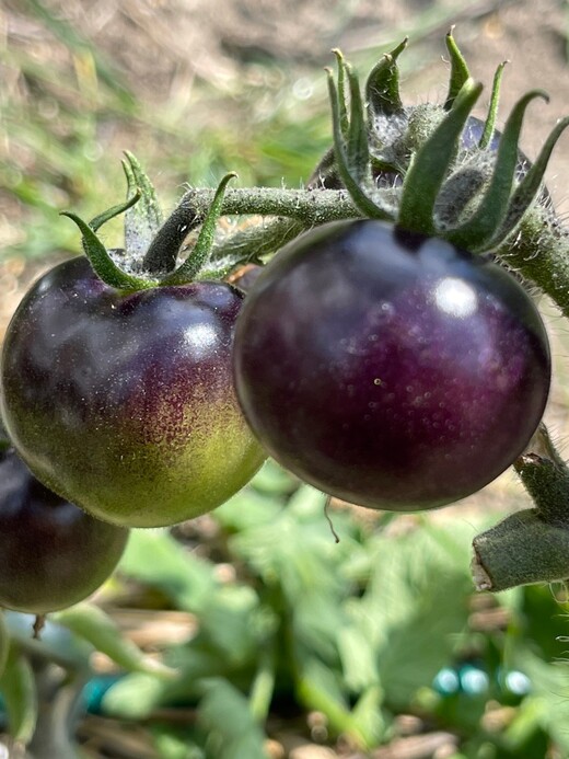 Anzucht-Set "schwarze Tomaten" [samenfest]