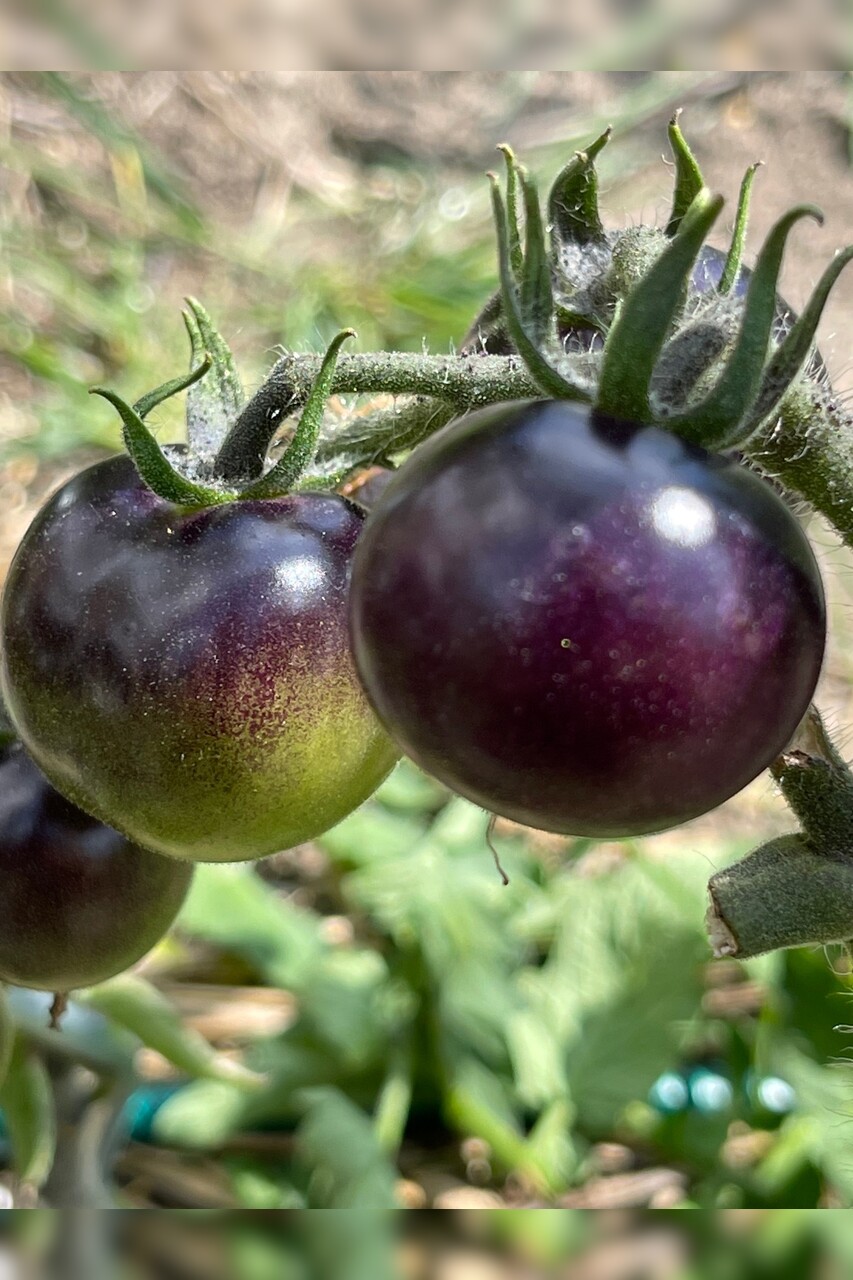 Anzucht-Set "schwarze Tomaten" [samenfest]