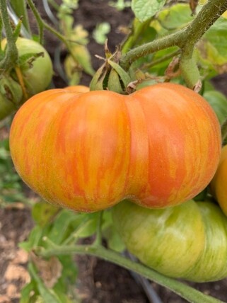 Tomate "Beauty King" - Tomatensamen (samenfest)