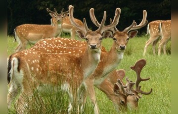 Fotokurs mit Fototour: Wildpark