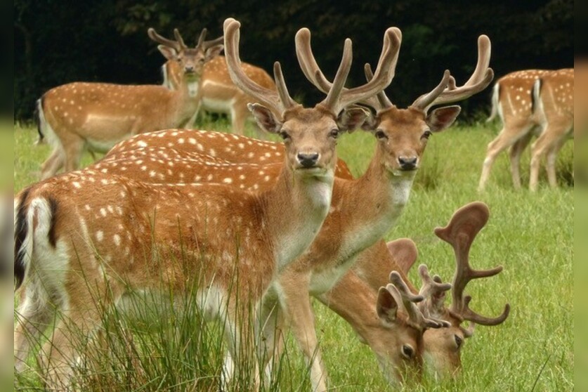 Fotokurs mit Fototour: Wildpark