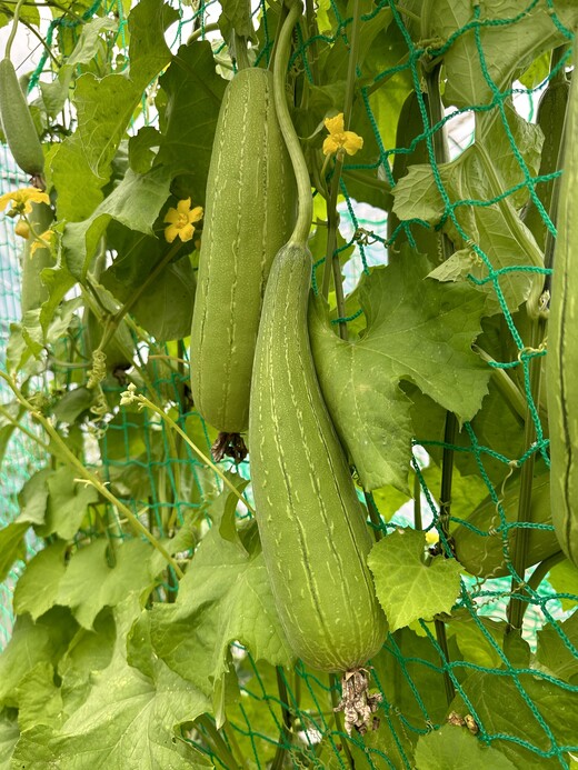 Schwammgurke "Luffa-Gurke" Bio-Freilandgurke (samenfest)