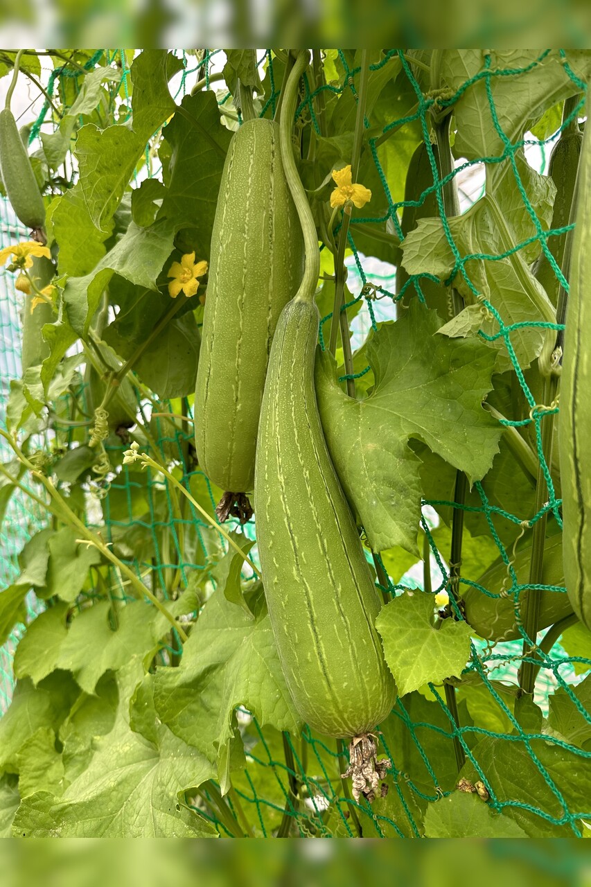 Schwammgurke "Luffa-Gurke" Bio-Freilandgurke (samenfest)