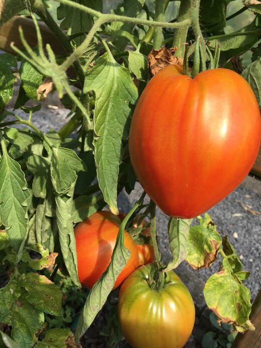 Tomate "Ochsenherz" - BIO-Tomatensorte [samenfest]