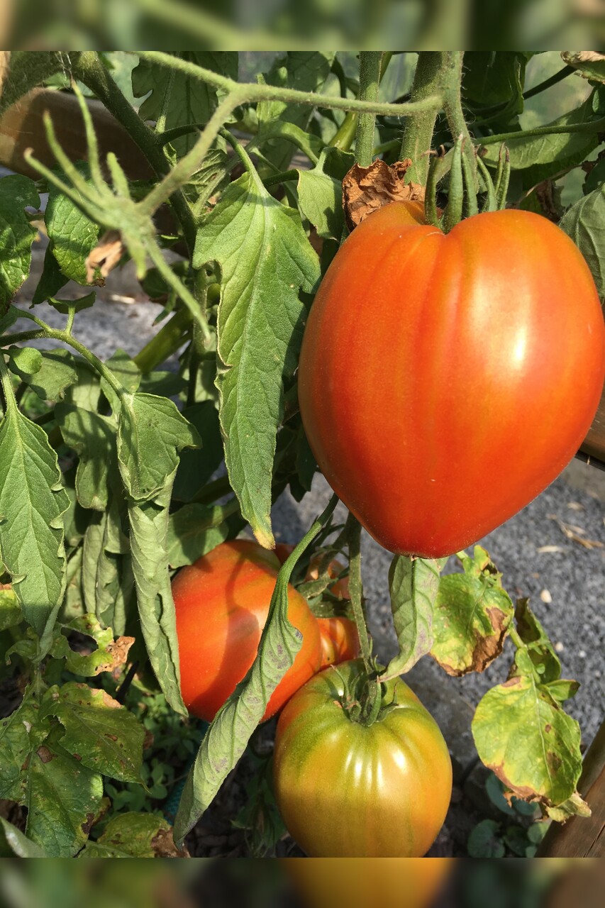 Tomate "Ochsenherz" - BIO-Tomatensorte [samenfest]