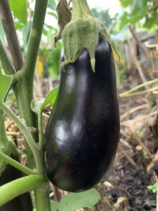 Aubergine „Zora“ - Auberginensamen (samenfest)