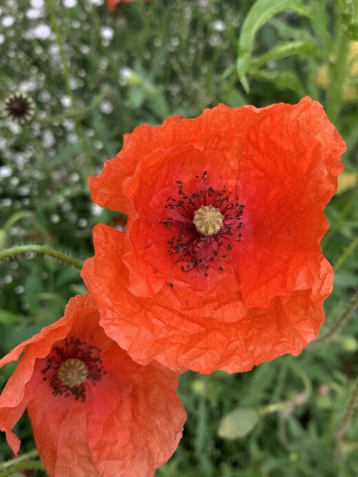 "Klatschmohn" - BIO-Blumensamen [samenfest]