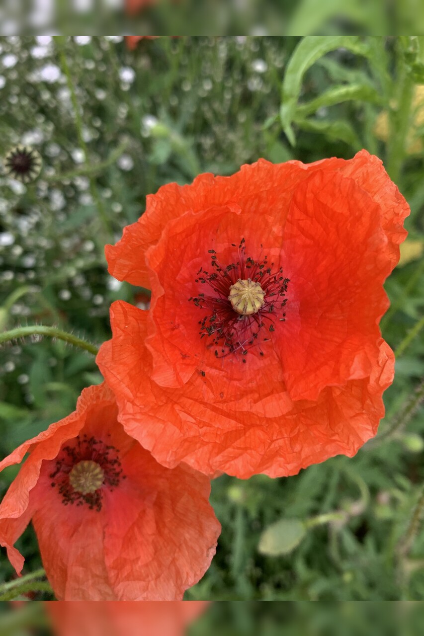 "Klatschmohn" - BIO-Blumensamen [samenfest]