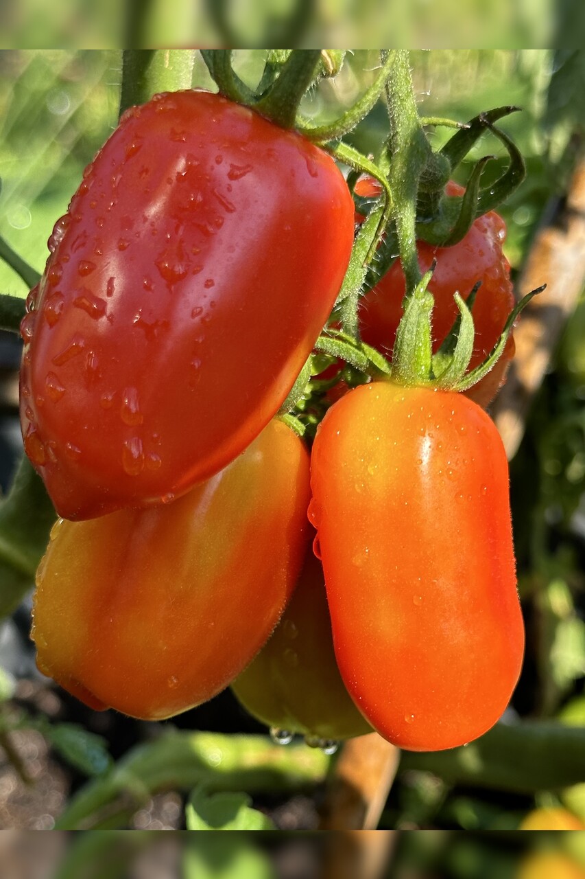 Tomate "San Marzano" - BIO-Flaschentomate [samenfest]