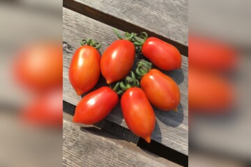 Tomate "Elfin" - BIO-Tomatensorte [samenfest]