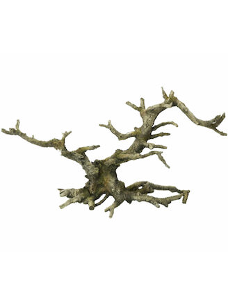 Aqua Della Bonsai