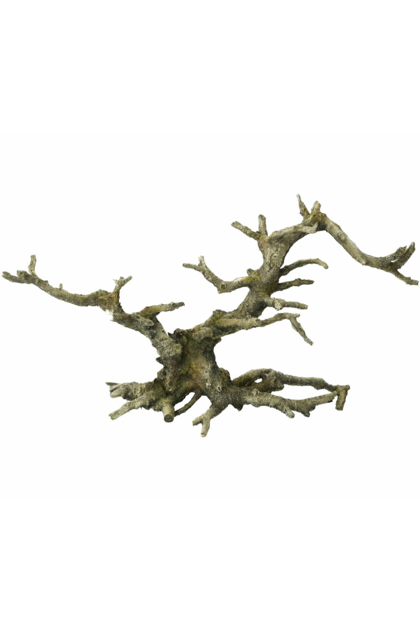 Aqua Della Bonsai