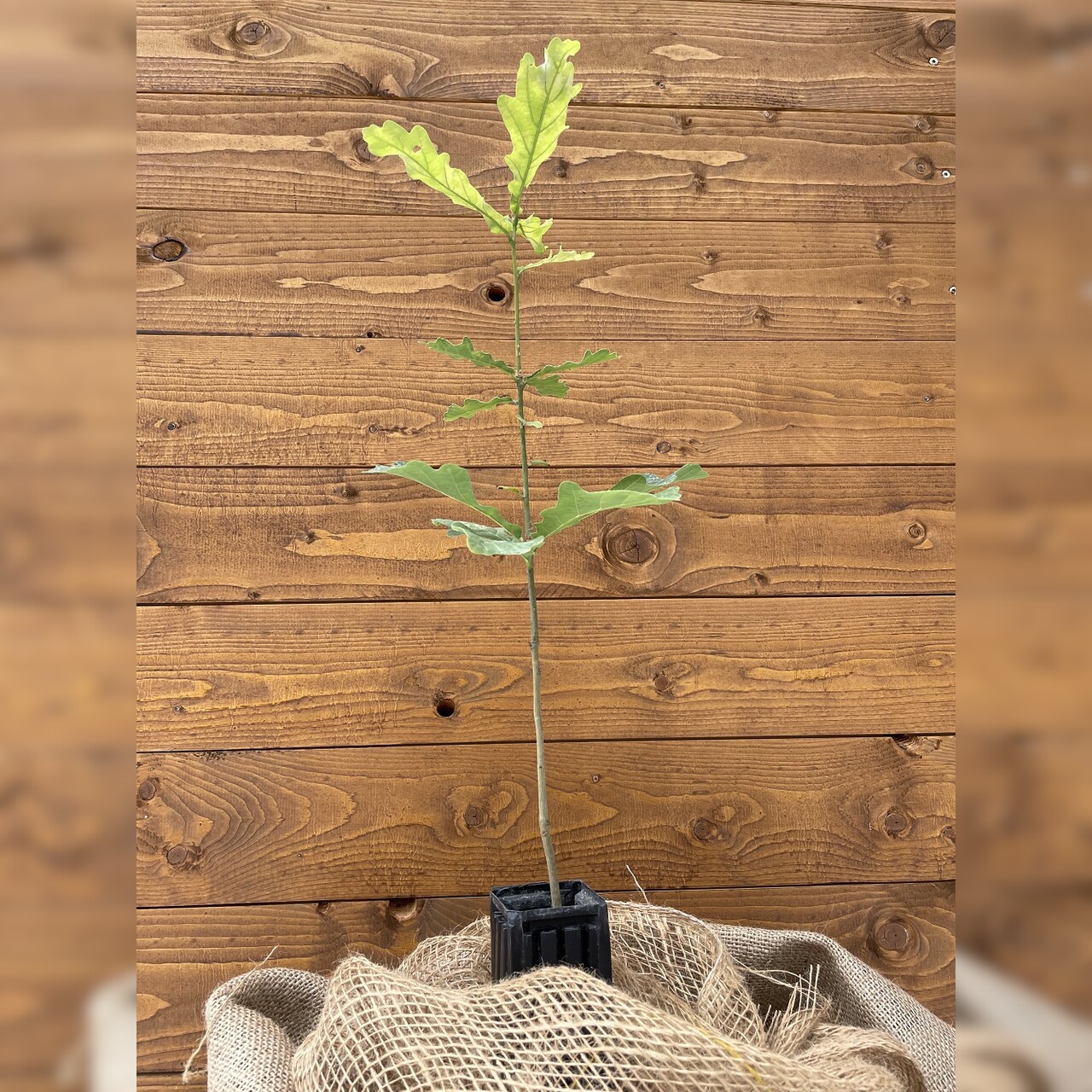 Trüffelbaum "Traubeneiche"