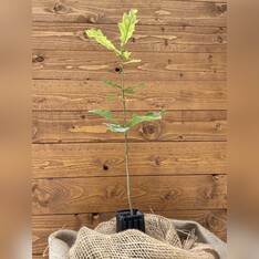 Trüffelbaum "Traubeneiche"