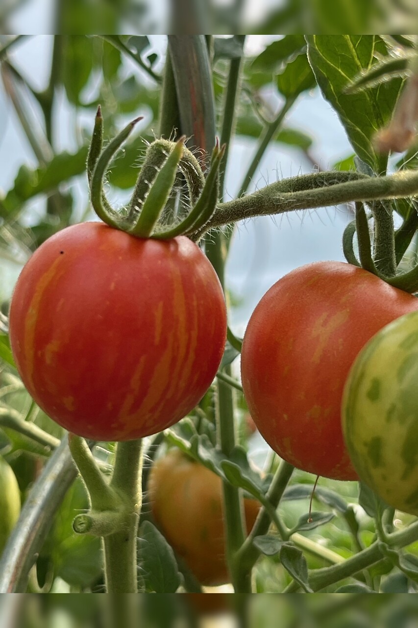 Tomaten Set "Balkontomaten" - 4 BIO-Tomatensorten [samenfest]