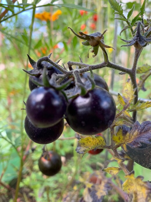 Tomate "Dancing with Smurfs" - BIO-Tomatensorte [samenfest]