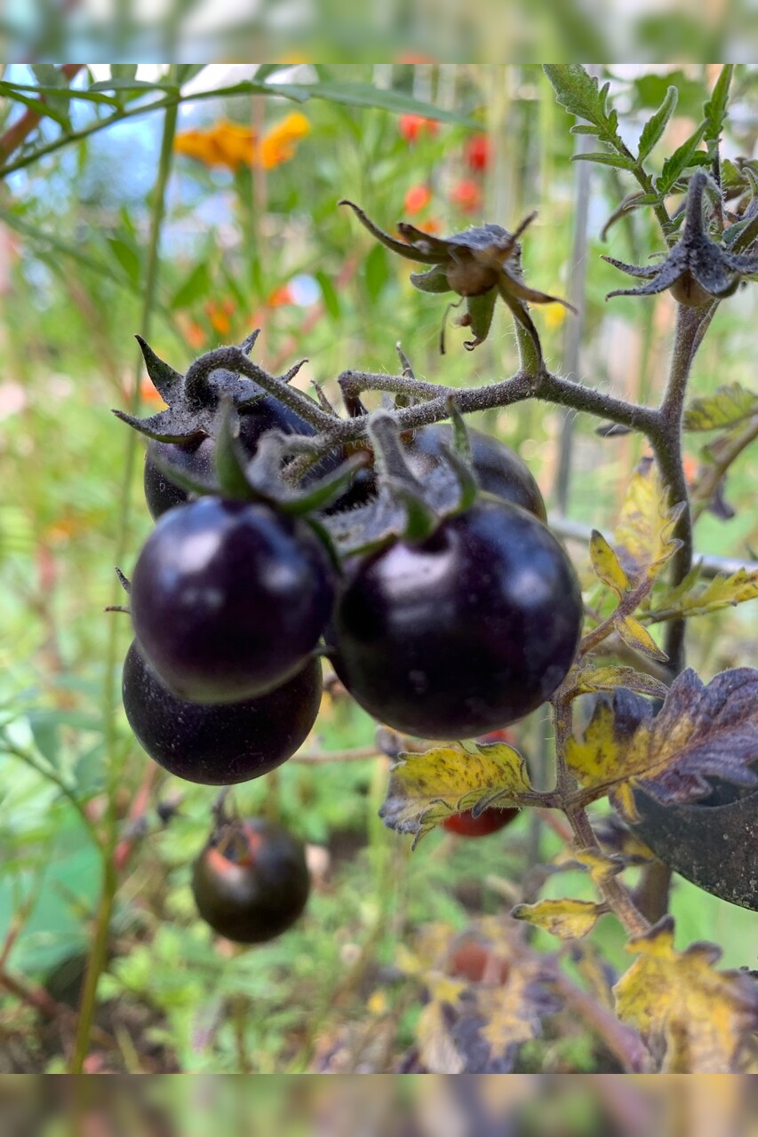 Tomate "Dancing with Smurfs" - BIO-Tomatensorte [samenfest]