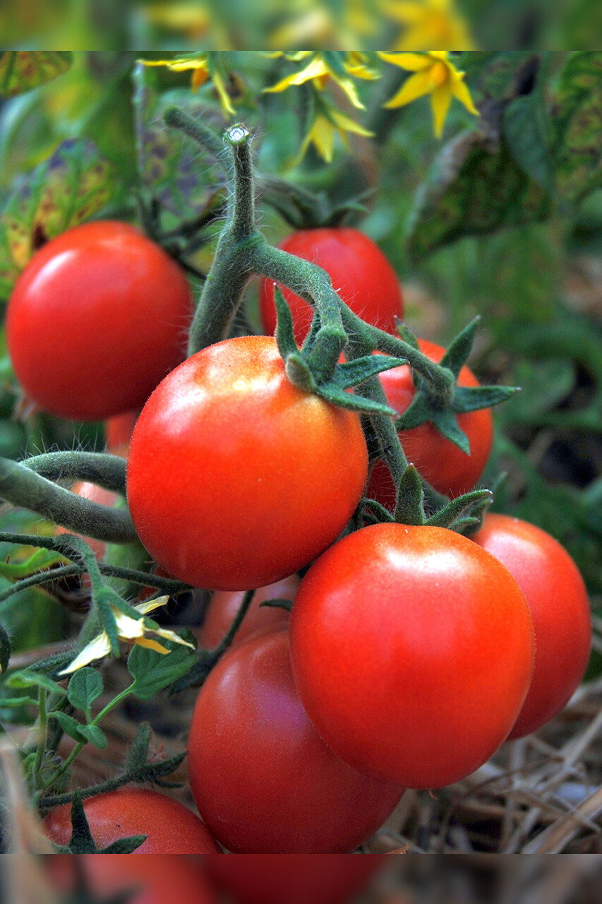 Anzucht-Set "Tomate & Basilikum" [samenfest]