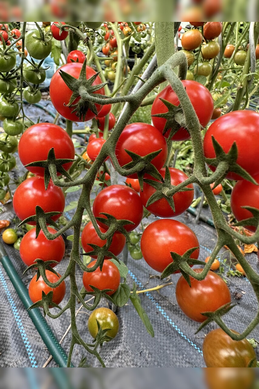 Tomate "mexikanische Honigtomate" - BIO-Tomatensorte [samenfest]