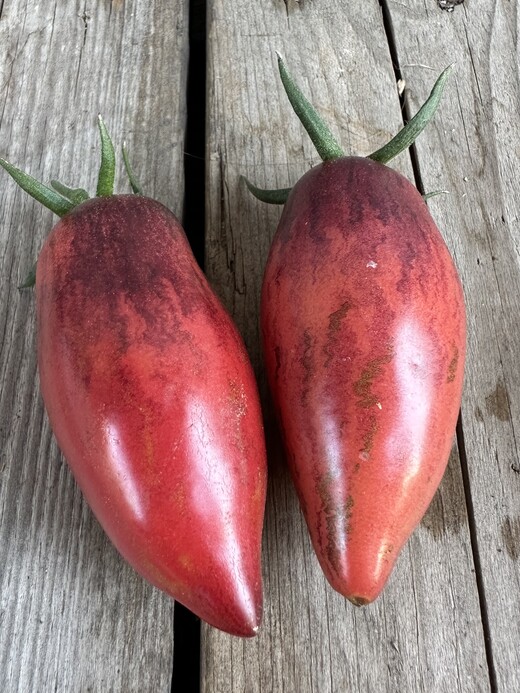 Tomate "Slivka Gurman" - BIO-Tomatensorte [samenfest]