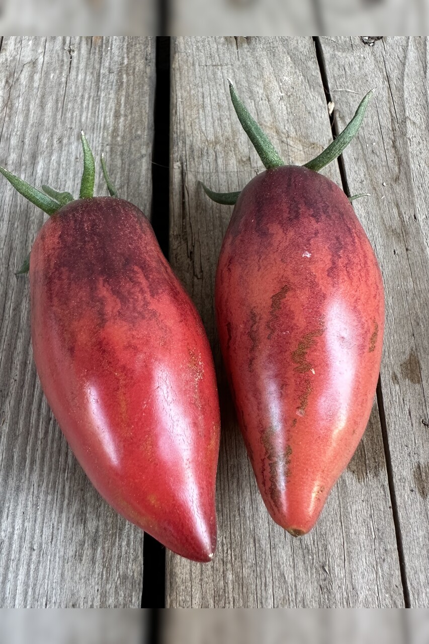 Tomate "Slivka Gurman" - BIO-Tomatensorte [samenfest]