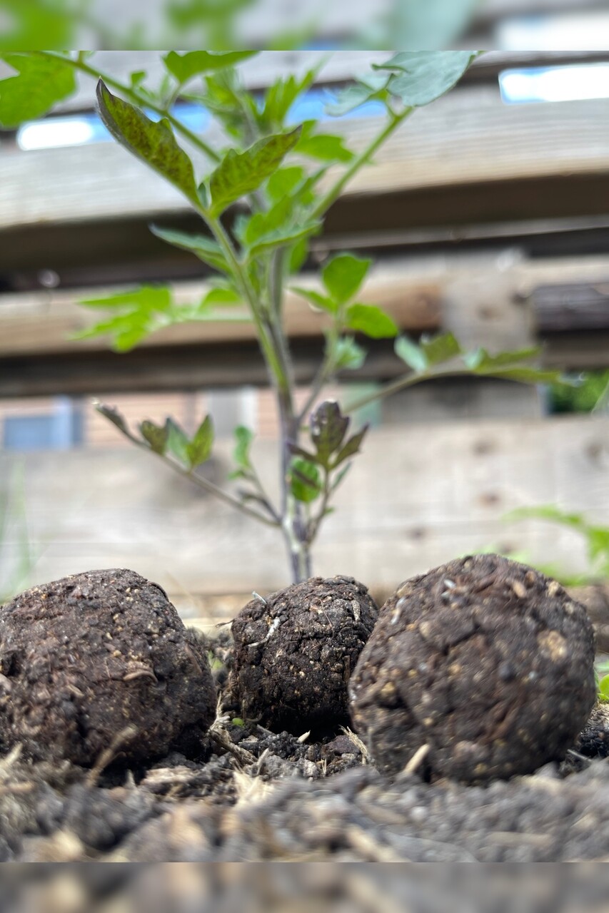 "Dill & Borretsch" Samenbomben mit Bio Saatgut