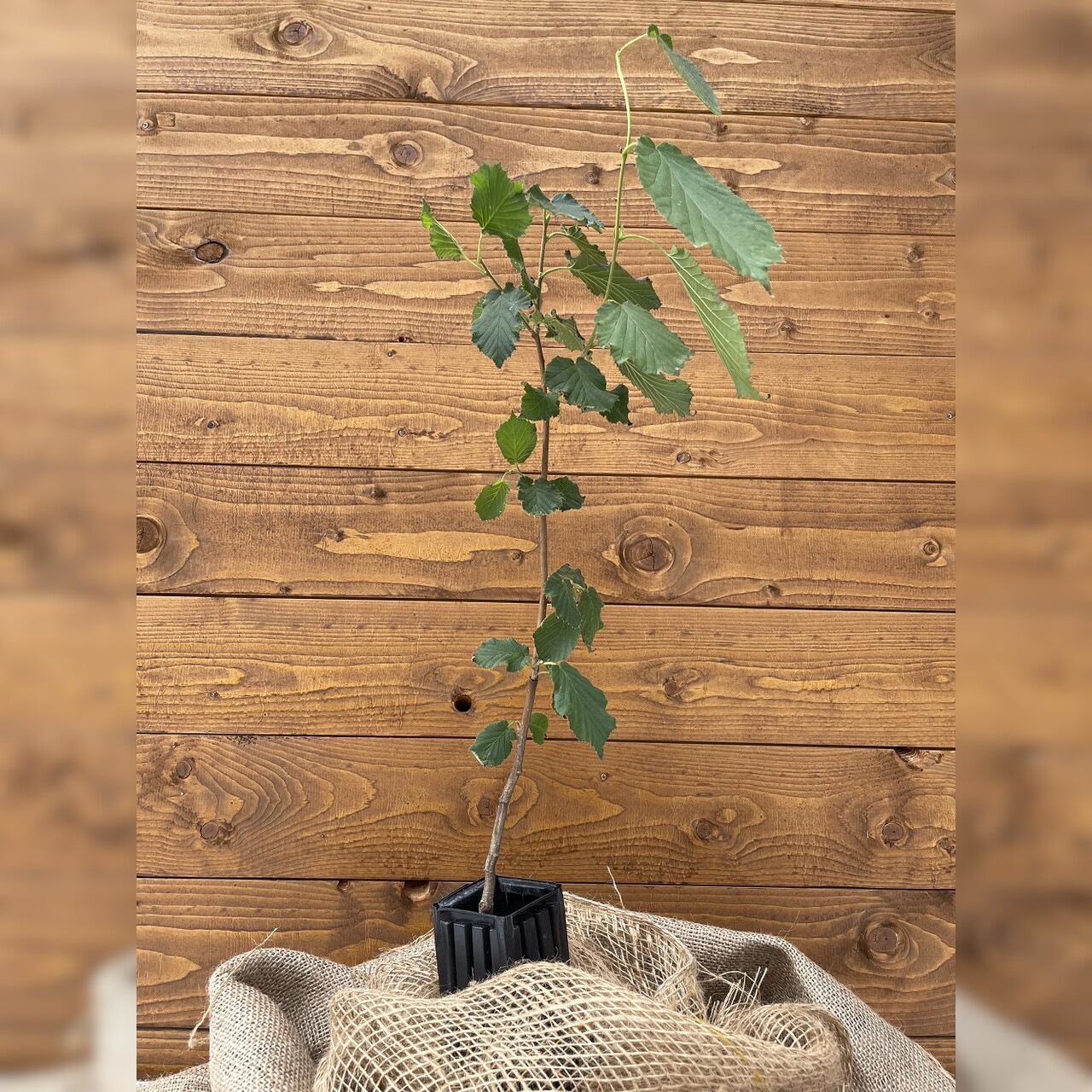 Trüffelbaum "Haselnuss"