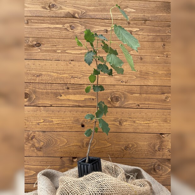 Trüffelbaum "Haselnuss"
