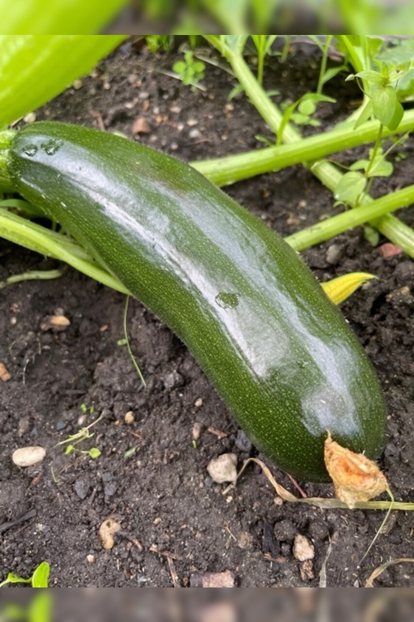 Zucchini „Black Beauty“ - BIO-Zucchinisorte [samenfest]