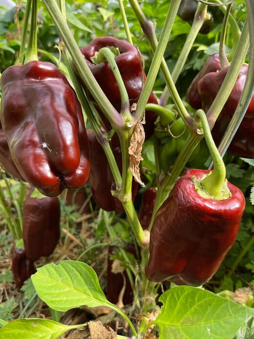 Paprika "Sweet Chocolate" - BIO-Paprikasamen [samenfest]