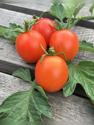 Tomate "Katinka" - BIO-Tomatensorte [samenfest]