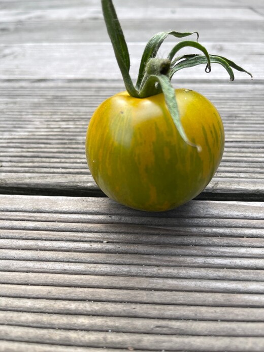 Tomate "Green Zebra" - BIO-Tomatensorte [samenfest]