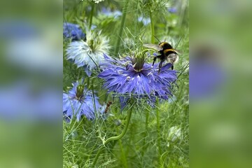 "Jungfer im Grünen" - BIO- Blumensamen [samenfest]