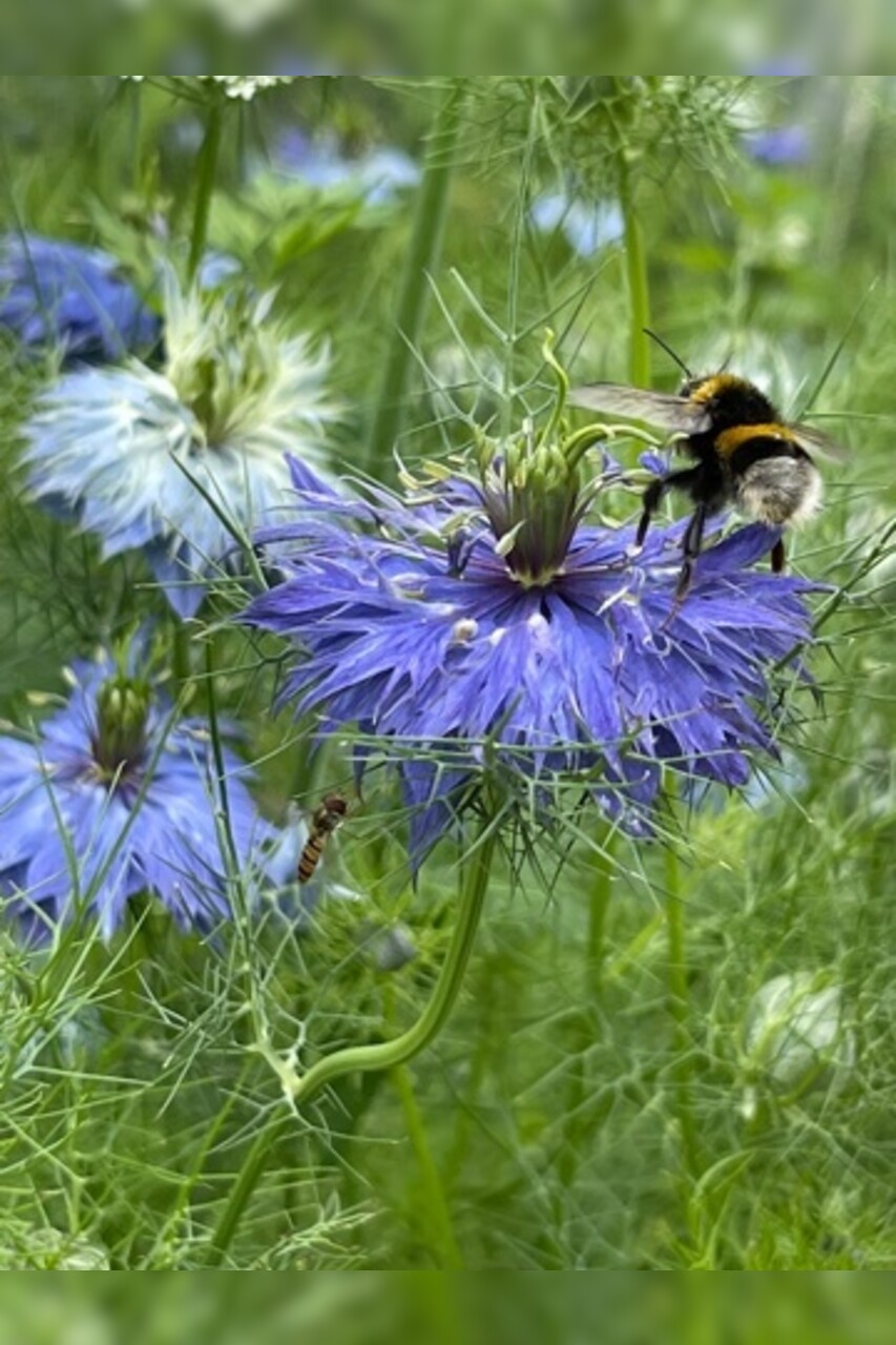 "Jungfer im Grünen" - BIO- Blumensamen [samenfest]