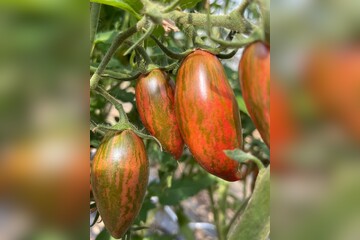 Tomate „Purple Smaragd“ - BIO-Tomatensorte [samenfest]