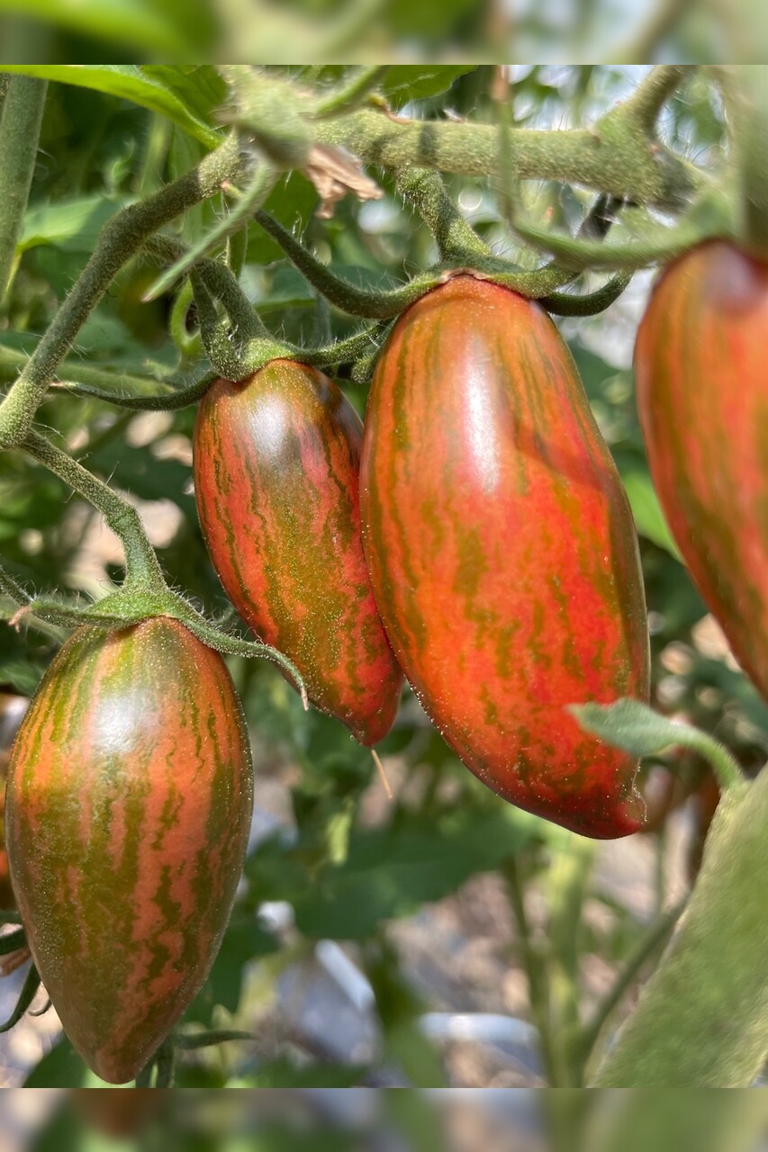 Tomate „Purple Smaragd“ - BIO-Tomatensorte [samenfest]