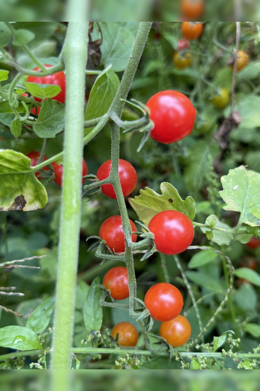 Tomate "Johannisbeertomate" - BIO-Tomatensorte (samenfest)