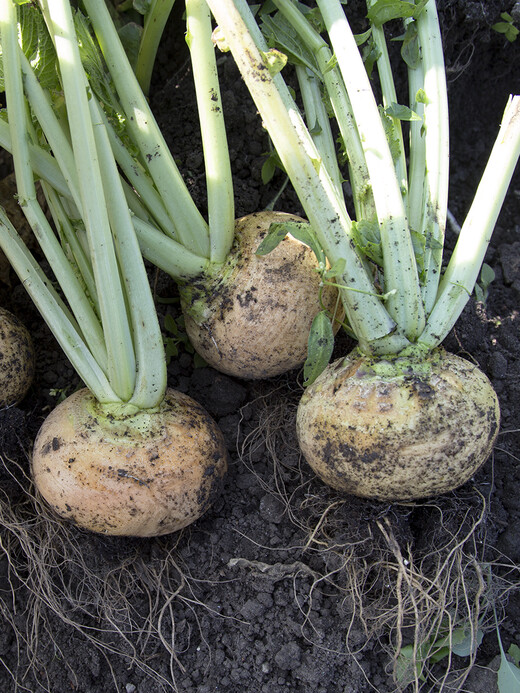 Mairübe "Golden Ball" (samenfest & BIO)