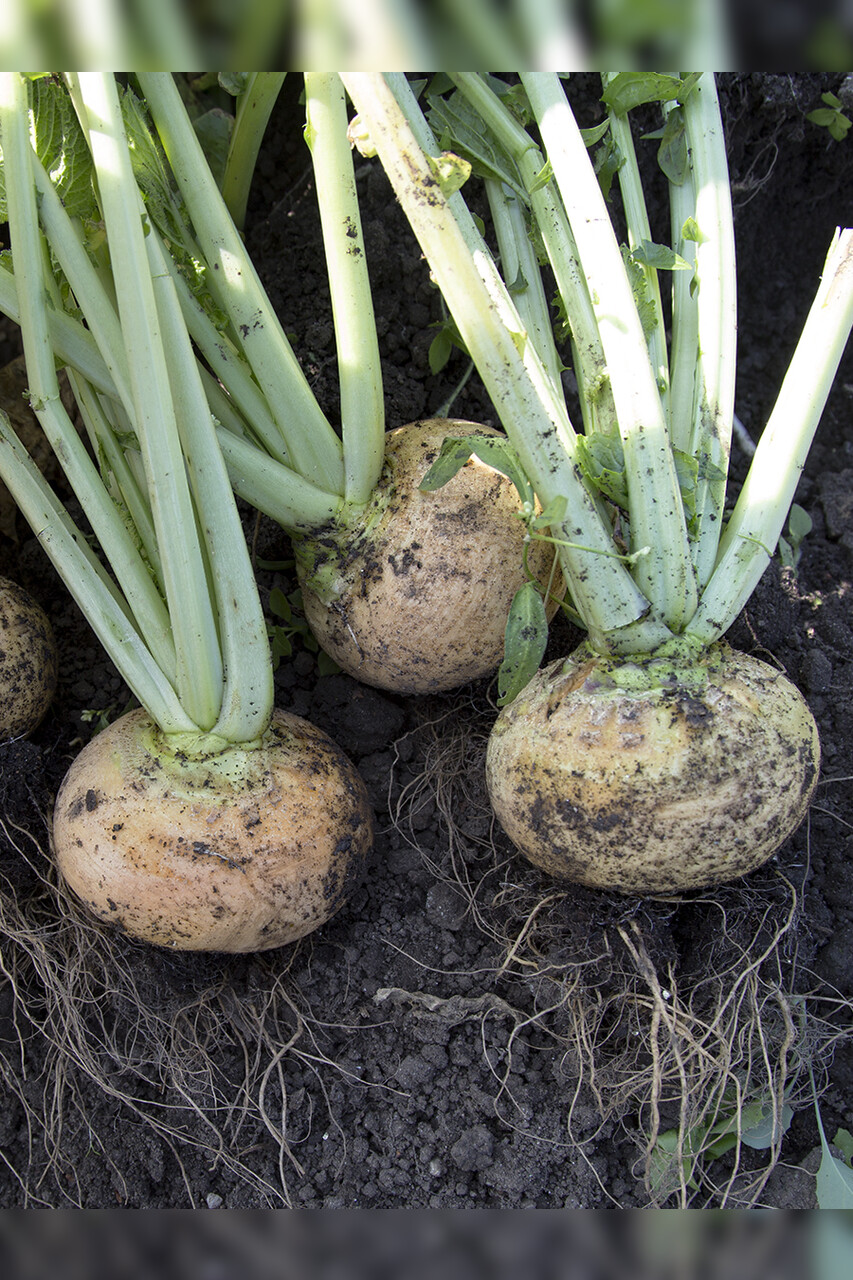 Mairübe "Golden Ball" (samenfest & BIO)