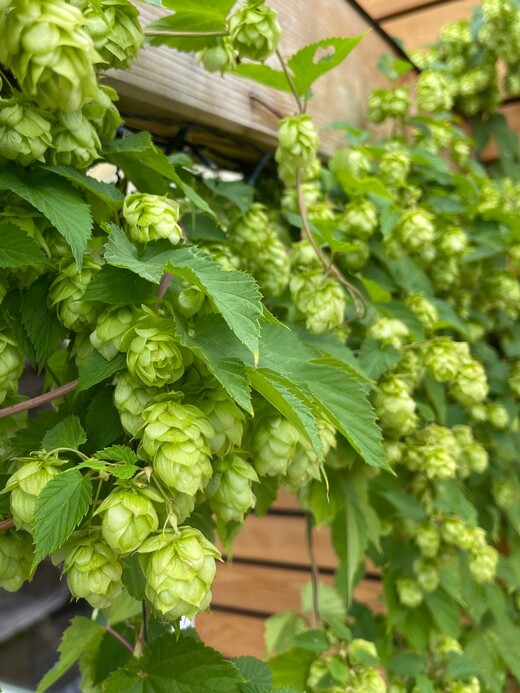 Echter Hopfen - BIO-Hopfensamen [samenfest]