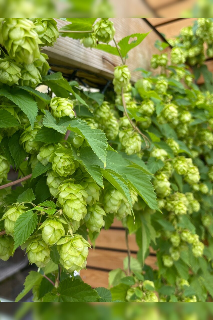 Echter Hopfen - BIO-Hopfensamen [samenfest]