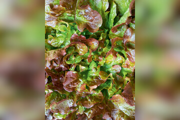 Eichblattsalat "Red Salat Bowl" - BIO-Salatsamen (samenfest)