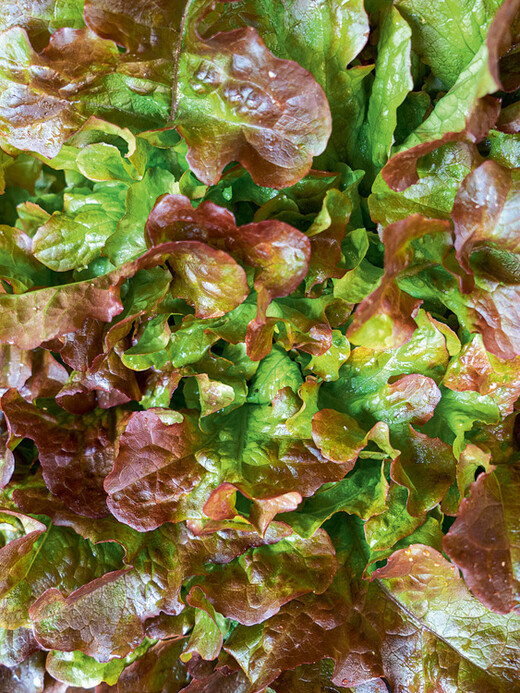 Eichblattsalat "Red Salat Bowl" - BIO-Salatsamen (samenfest)