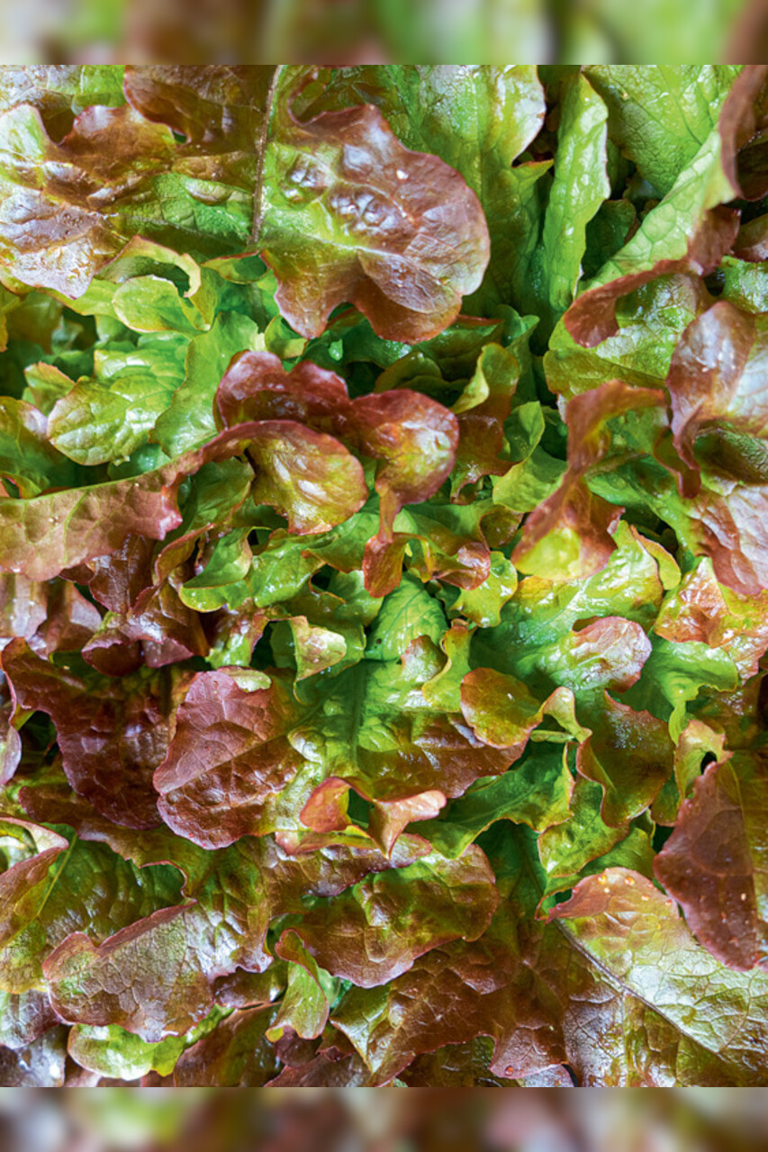 Eichblattsalat "Red Salat Bowl" - BIO-Salatsamen (samenfest)