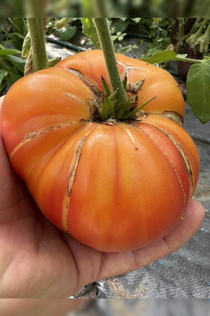 Tomate "Ananastomate" - BIO-Tomatensorte [samenfest]