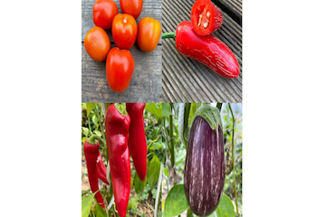 Gemüsesamen-Set "italienisches Gemüse" - 4 BIO-Sorten [samenfest]